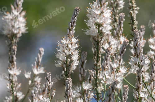 Preview: White summer blooming wildflower