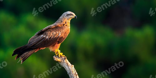 Preview: Black Kite