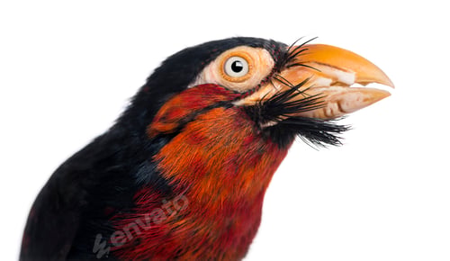 Preview: Close-up of a Bearded Barbet - Lybius dubius