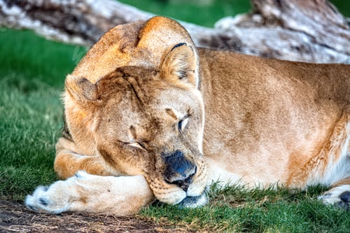 Preview: Sleeping Female Lion Resting Head on Arm