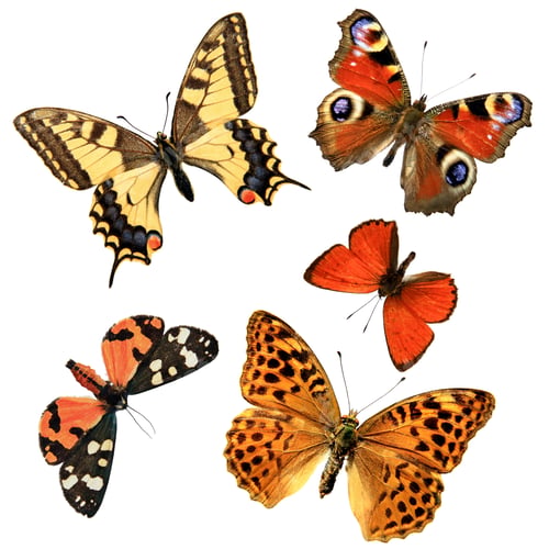 Preview: Butterfly group