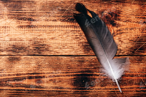 Preview: Hawk feather over wooden table