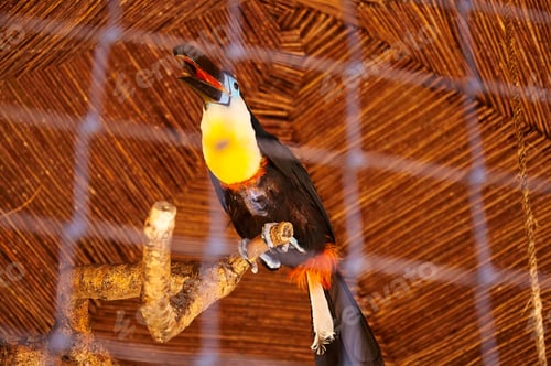 Preview: Beautiful Toucan in captivity