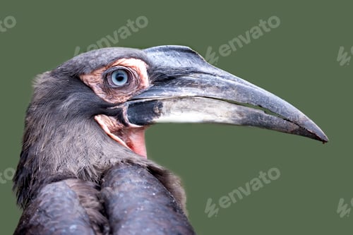 Preview: Southern ground hornbill (Bucorvus leadbeateri)