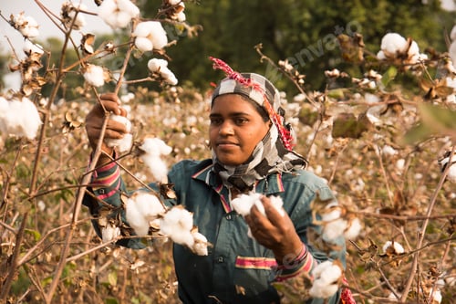 Preview: Woman harvesting cotton in a cotton field.