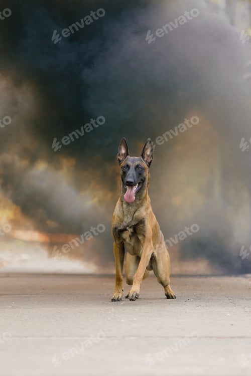 Preview: Belgian Shepherd Malinois dog outdoor. Dog with colorful smoke