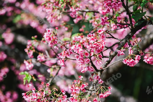 Preview: cherry blossom sakura in spring time over blue sky.