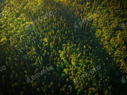 Preview: Green Forest at Summer. Drone View from Above. Natural Patterns