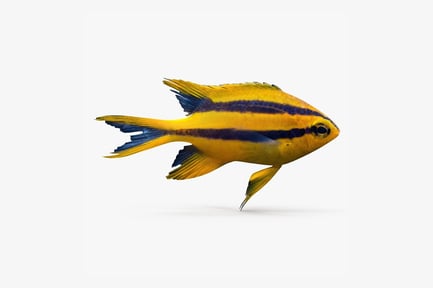 Preview: Bicolor Chromis: Striped Reef Fish