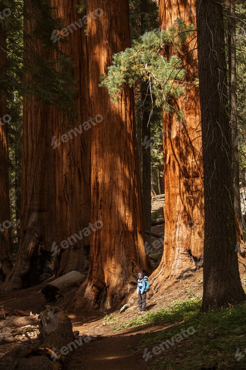 Preview: Mother With Infant Visit Sequoia National Park In California, Usa