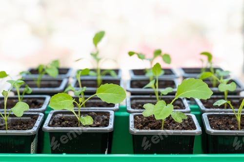 Preview: Green young seedlings of cabbage in small pots on the windowsill with free space for text copy space