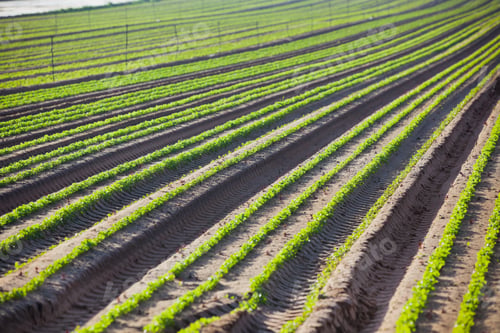 Preview: Cultivated field: Fresh Green Bed rows