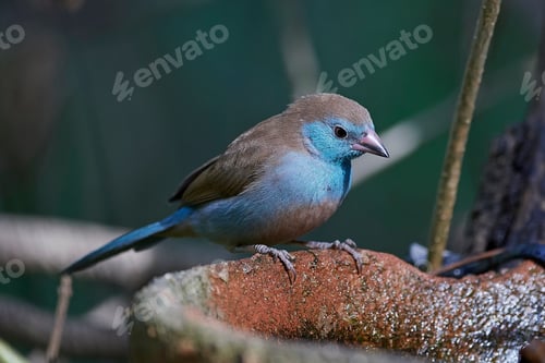 Preview: Red-cheeked cordon-bleu (Uraeginthus bengalus