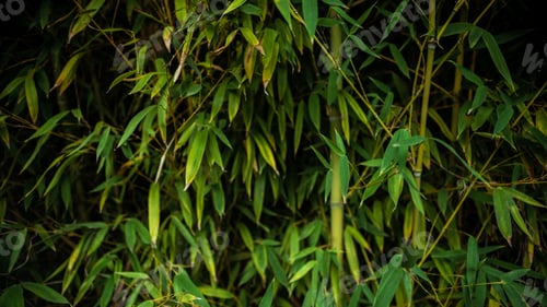 Preview: Closed up of asian bamboo wood forest, natural background. Green bamboo texture