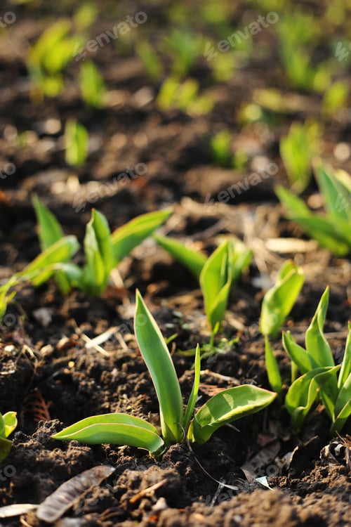Preview: Tulips are growing. Early sprouts of tulips in a row in the park on a sunny day. Sunlight on