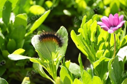 Preview: Small caterpillar climbing a plant with a purple flower in the background