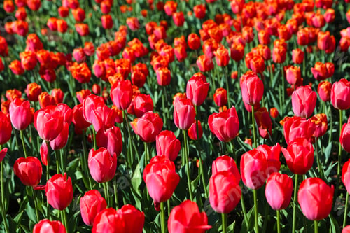 Preview: Beautiful scarlet tulips lit by the sun