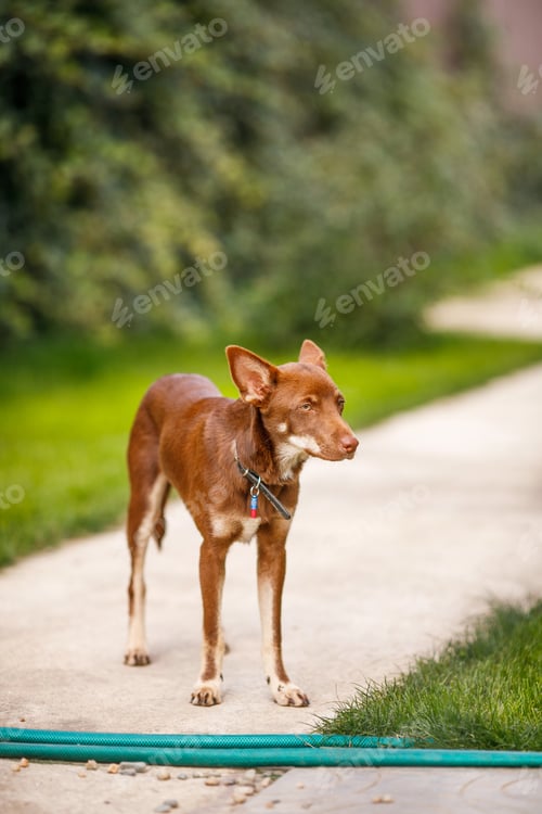 Preview: Australian Kelpie puppy outside in the yard on the green lawn