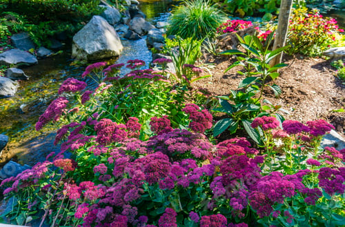 Preview: A View Of Thick Pink Flowers Next To A Stream.