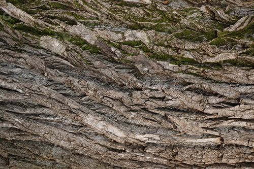Preview: tree bark background texture trunk