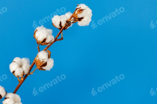 Preview: Cotton buds branch against blue wall in room