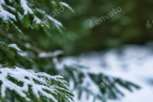Preview: Close-up shot of lush evergreen tree branches covered in a blanket of snow