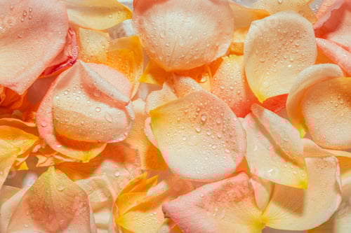 Preview: Delicate Rose Petals with Water Droplets