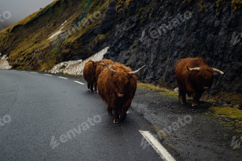 Preview: Highland cows in the picturesque landscapes of the Faroe Islands