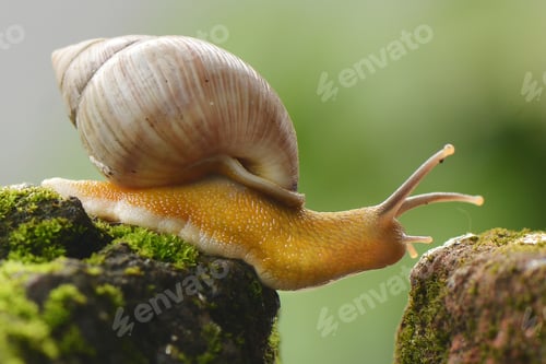 Preview: Snail walking another land