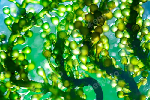 Preview: Scientists are developing research on algae. Bio-energy, biofuel, energy research