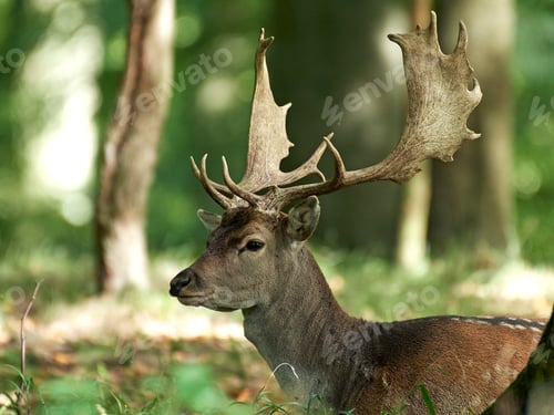 Preview: Fallow deer (Dama dama)