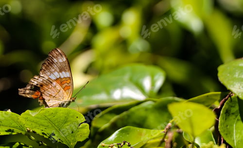 Preview: Marpesia butterfly perched