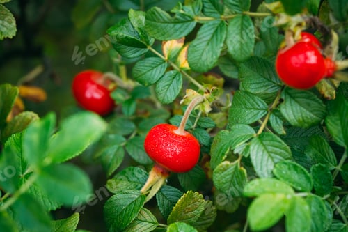Preview: Red Rose Hip Or Rosehip, Also Called Rose Haw And Rose Hep, Is A