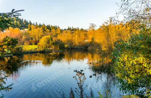 Preview: Trees Are Reflected In A Pond In Late Fall. Photo Taken In Normandy Park, Washington.