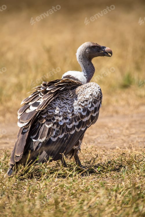 Preview: A vultures walking in the Masai Mara. Kenya