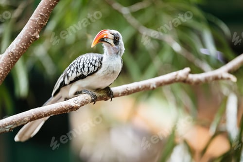 Preview: Yellow billed hornbill sitting on tree