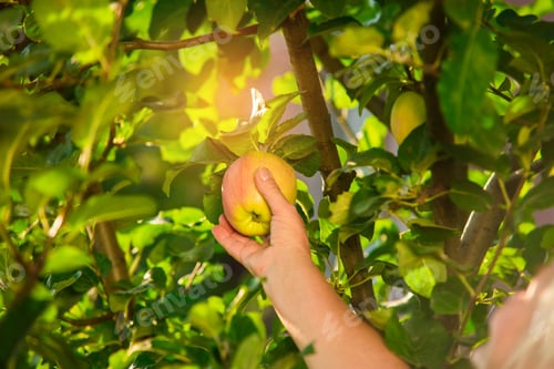 Preview: Female hand picking apple
