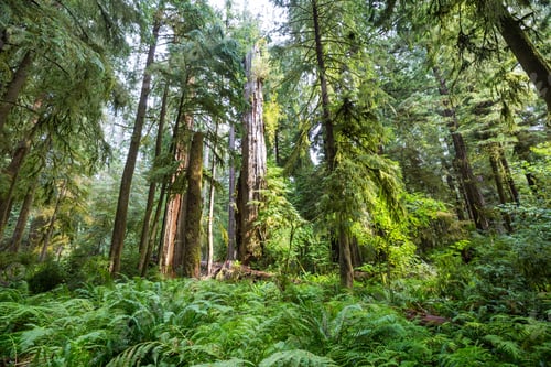 Preview: Summer forest