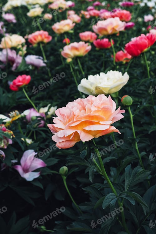 Preview: Beautiful fresh colorful peony flowers in full bloom in the garden.