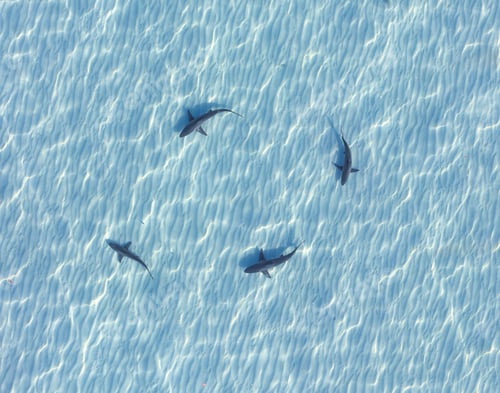 Preview: Group of sharks swimming in the crystal-clear waters of a tropical ocean