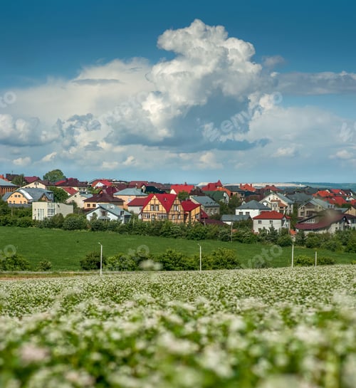 Preview: blooming buckwheat, a green field and colorful village roofs on the horizon