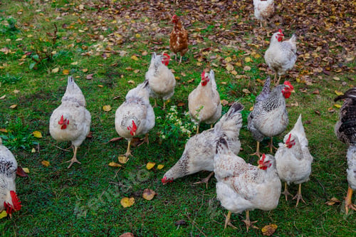 Preview: White chickens and rooster walking on green grass.