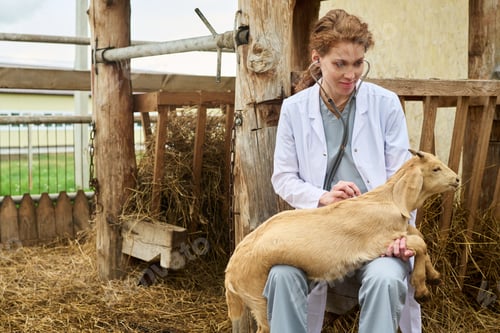 Preview: Checking little goat with stethoscope