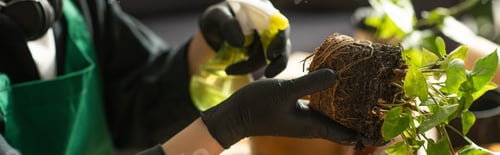 Preview: Young asian florist tending to roots while nurturing vibrant plant growth in a cozy workshop