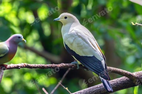 Preview: Silvery pigeon or Columba argentina