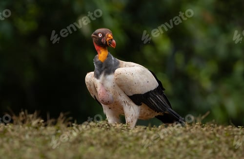 Preview: King Vulture in Costa Rica