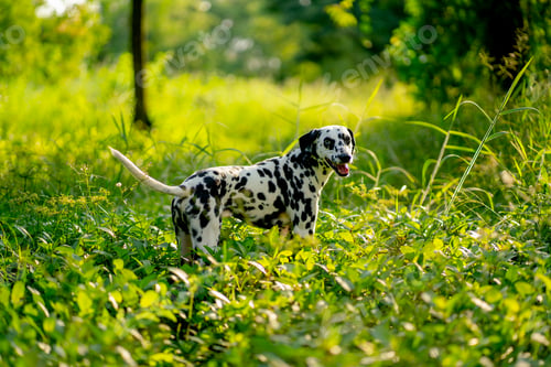 Preview: Dalmatian dog stand on little grass and bush with warm light and it look at camera