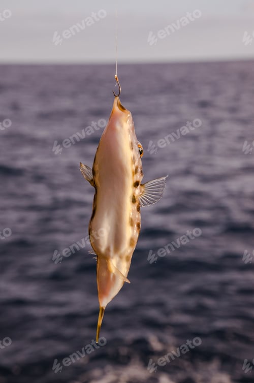 Preview: image taken in the canary islands, spain