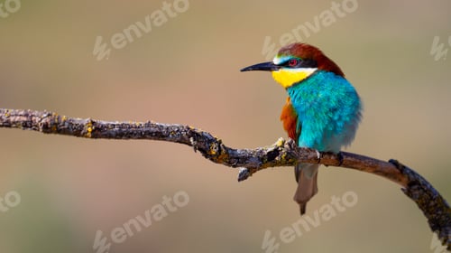 Preview: Bee-eater