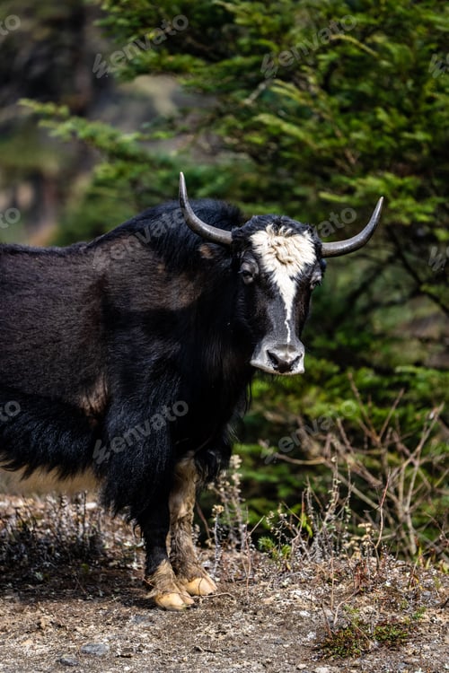 Preview: Yak standing on rocky terrain with green foliage.